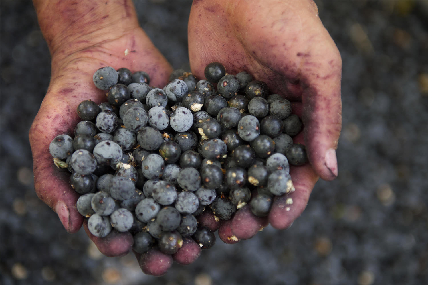 Is Acai Worth It's Hype?