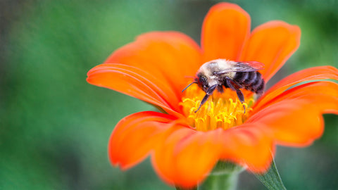 Bee Pollen- Nature's Only True Multivitamin from A-Zinc