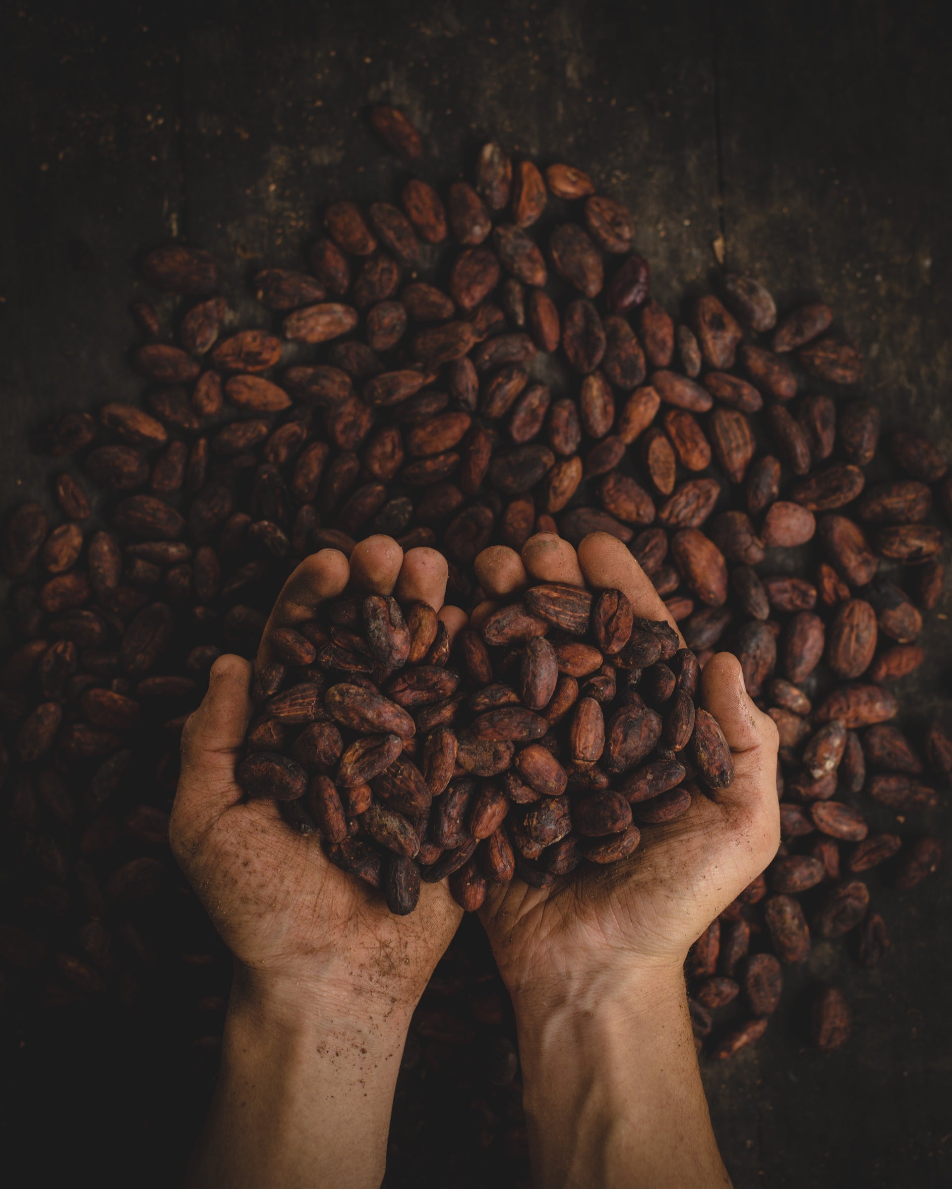 Cacao Vs Cocoa